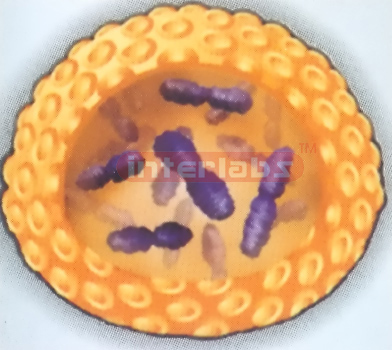 CELL ECLEAUS AND CHROMATIN